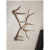 Image 3 : 19.1 Lbs Of Elk Shed Antlers