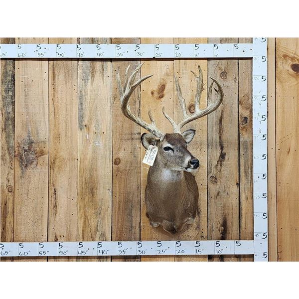 Monster 6x6 Whitetail Shoulder Mount Taxidermy