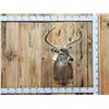 Image 1 : Monster 6x6 Whitetail Shoulder Mount Taxidermy