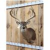 Image 2 : Monster 6x6 Whitetail Shoulder Mount Taxidermy