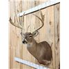 Image 3 : Monster 6x6 Whitetail Shoulder Mount Taxidermy