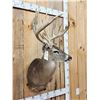 Image 4 : Monster 6x6 Whitetail Shoulder Mount Taxidermy