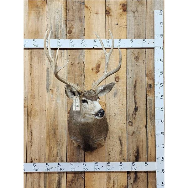 Big 5x5 Mule Deer Shoulder Mount Taxidermy