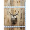 Image 1 : Big 5x5 Mule Deer Shoulder Mount Taxidermy