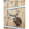 Image 2 : Big 5x5 Mule Deer Shoulder Mount Taxidermy
