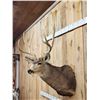 Image 3 : Big 5x5 Mule Deer Shoulder Mount Taxidermy