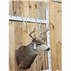 Image 4 : Big 5x5 Mule Deer Shoulder Mount Taxidermy