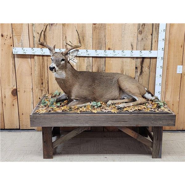 4x5 Whitetail Full Body Taxidermy Mount