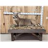 Image 1 : 4x5 Whitetail Full Body Taxidermy Mount