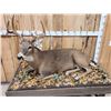 Image 2 : 4x5 Whitetail Full Body Taxidermy Mount