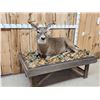 Image 3 : 4x5 Whitetail Full Body Taxidermy Mount