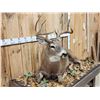 Image 4 : 4x5 Whitetail Full Body Taxidermy Mount