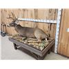 Image 5 : 4x5 Whitetail Full Body Taxidermy Mount