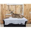 Image 6 : 4x5 Whitetail Full Body Taxidermy Mount
