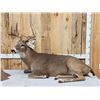 Image 7 : 4x5 Whitetail Full Body Taxidermy Mount