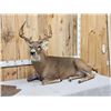 Image 8 : 4x5 Whitetail Full Body Taxidermy Mount