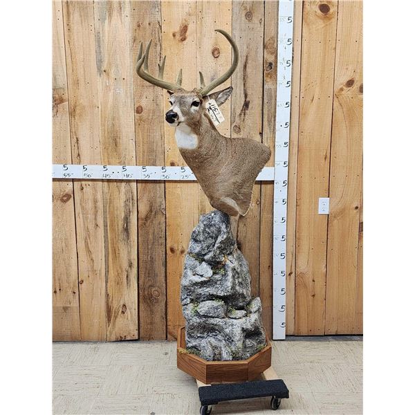 Whitetail In Velvet Pedestal Taxidermy Mount