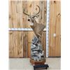 Image 1 : Whitetail In Velvet Pedestal Taxidermy Mount