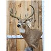 Image 2 : Whitetail In Velvet Pedestal Taxidermy Mount