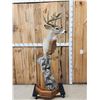 Image 4 : Whitetail In Velvet Pedestal Taxidermy Mount
