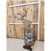 Image 5 : Whitetail In Velvet Pedestal Taxidermy Mount