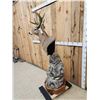 Image 6 : Whitetail In Velvet Pedestal Taxidermy Mount