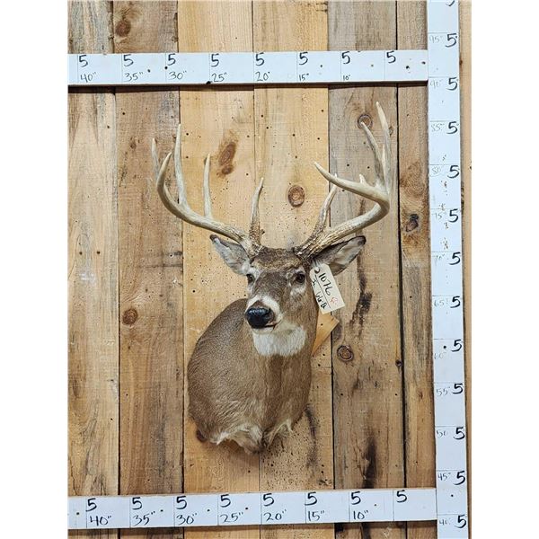 4x5 Whitetail Shoulder Mount Taxidermy