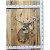 Image 1 : 4x5 Whitetail Shoulder Mount Taxidermy