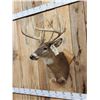 Image 2 : 4x5 Whitetail Shoulder Mount Taxidermy