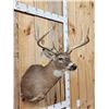 Image 3 : 4x5 Whitetail Shoulder Mount Taxidermy