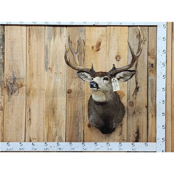 5x5 Mule Deer Shoulder Mount Taxidermy