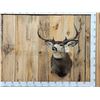 Image 1 : 5x5 Mule Deer Shoulder Mount Taxidermy