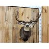 Image 2 : 5x5 Mule Deer Shoulder Mount Taxidermy
