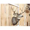 Image 3 : 5x5 Mule Deer Shoulder Mount Taxidermy