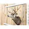 Image 4 : 5x5 Mule Deer Shoulder Mount Taxidermy