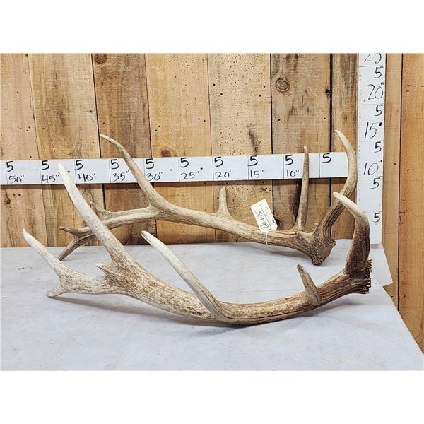 17 Lbs Of Elk Shed Antlers