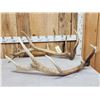 Image 2 : 17 Lbs Of Elk Shed Antlers