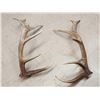 Image 3 : 17 Lbs Of Elk Shed Antlers