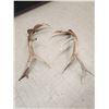 Image 4 : 17 Lbs Of Elk Shed Antlers