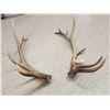 Image 5 : 17 Lbs Of Elk Shed Antlers