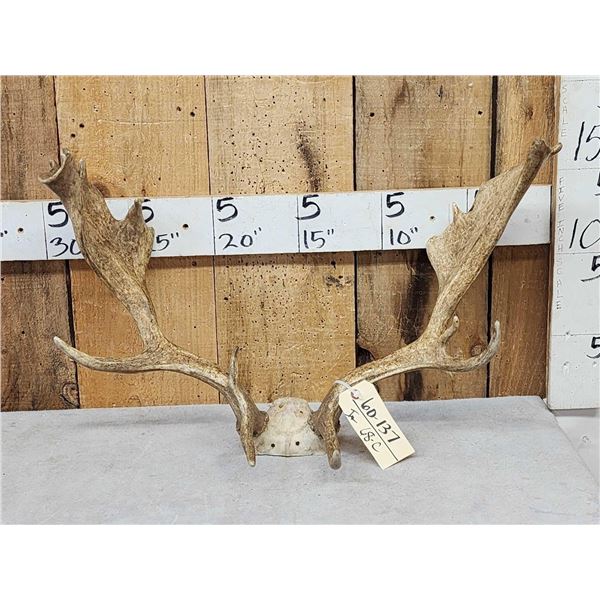 Set Of Fallow Deer Antlers On Skull Plate