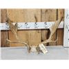 Image 1 : Set Of Fallow Deer Antlers On Skull Plate
