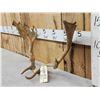 Image 4 : Set Of Fallow Deer Antlers On Skull Plate