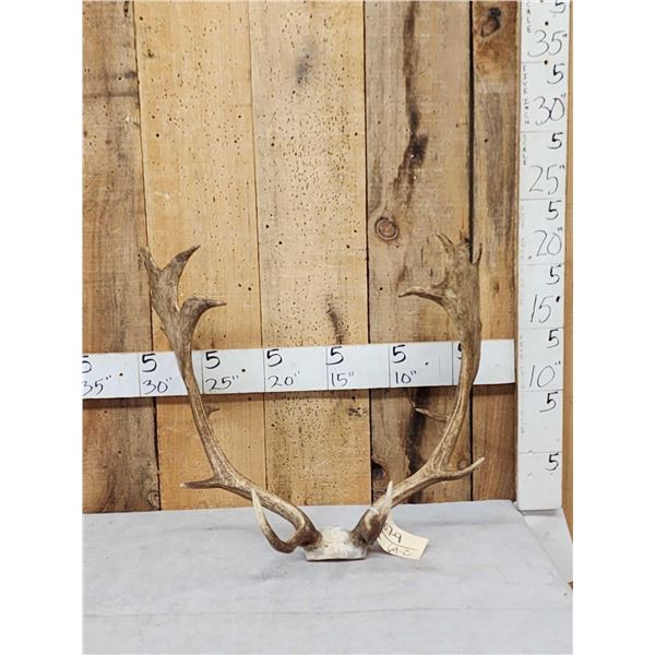 Set Of Fallow Deer Antlers On Skull Plate