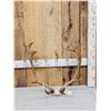 Image 1 : Set Of Fallow Deer Antlers On Skull Plate