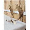 Image 2 : Set Of Fallow Deer Antlers On Skull Plate