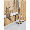 Image 3 : Set Of Fallow Deer Antlers On Skull Plate