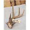Image 1 : Main Frame 4 Point Wild Whitetail Shed Antler