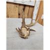 Image 2 : Main Frame 4 Point Wild Whitetail Shed Antler