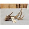 Image 3 : Main Frame 4 Point Wild Whitetail Shed Antler